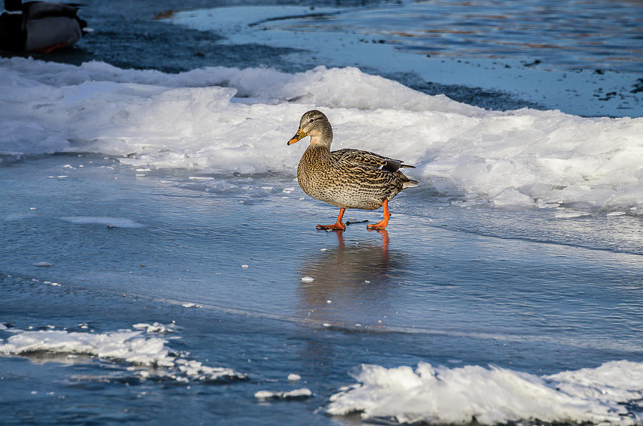 Duck On A Walk Photograph by Yeates Photography