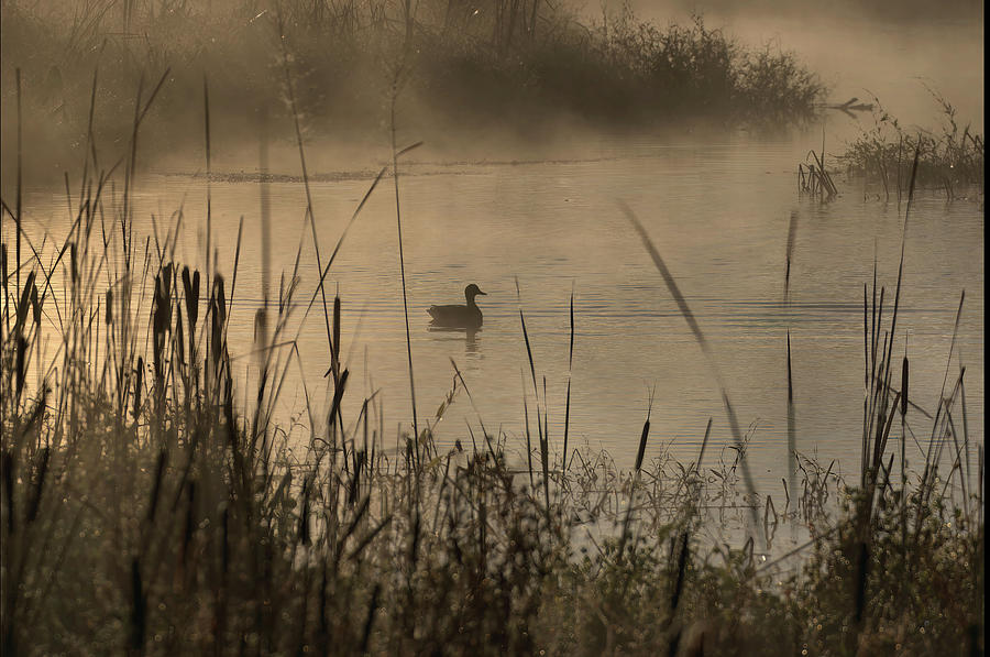 Duck on creek Photograph by Buddy Scott
