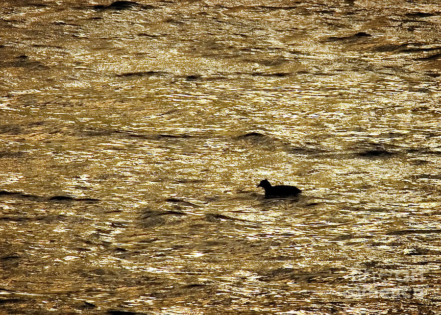Duck on Golden Pond Photograph by Mark Triplett