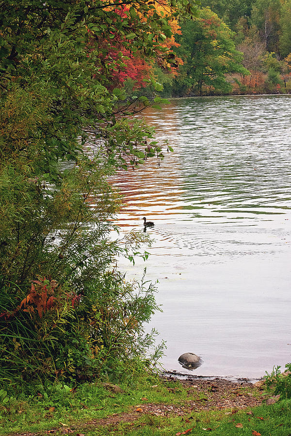 Duck on Lake on a Fall Day Photograph by Gwen Gibson