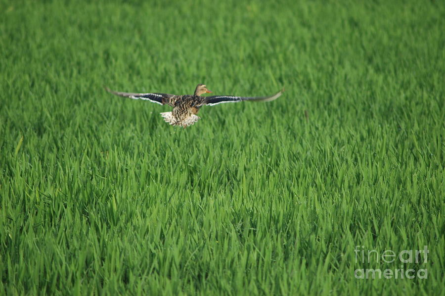 Duck on paddy field Photograph by Vicente Sargues