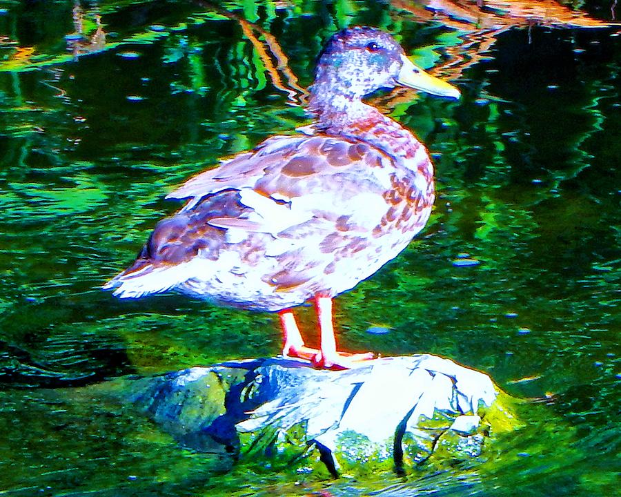 Duck on River Rock Photograph by Andrew Lawrence