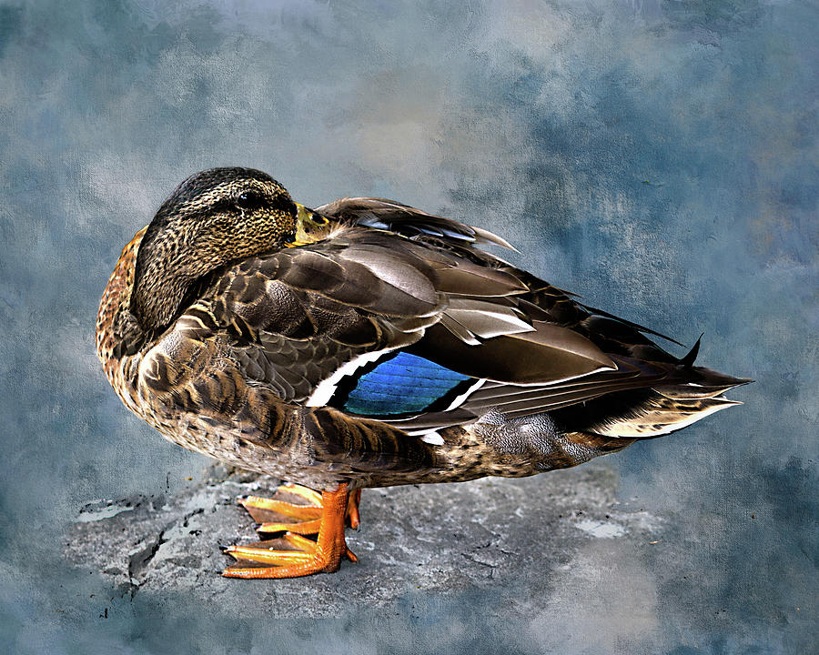 Duck on Rock Mixed Media by Ken Frischkorn