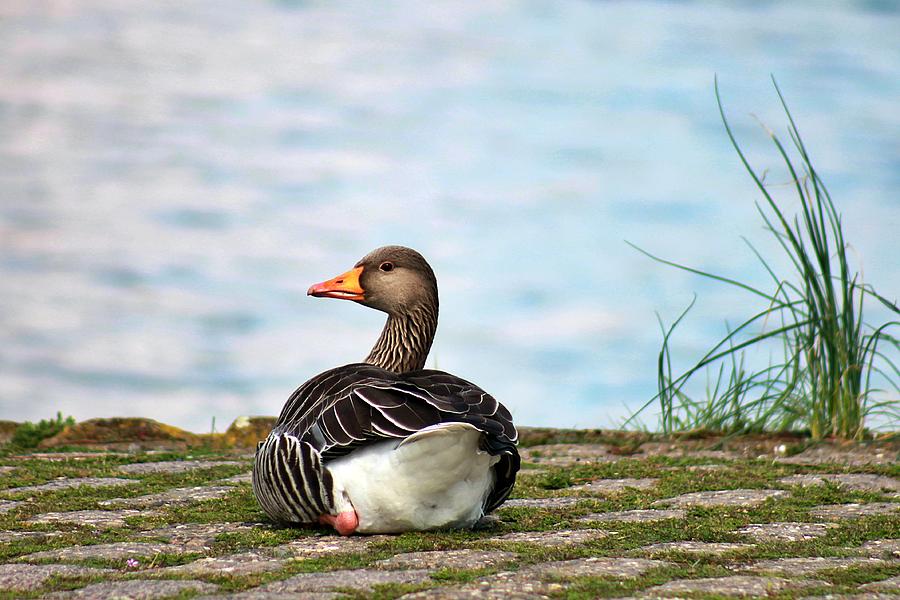 Duck on the Rhein Photograph by Yvonne M Smith