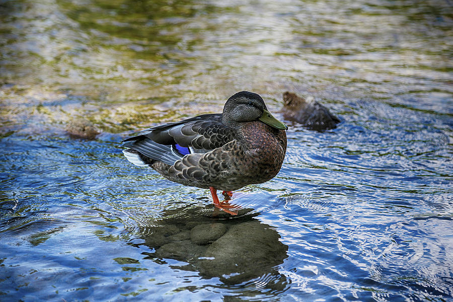 Duck on the rock Photograph by Lukasz Sujka