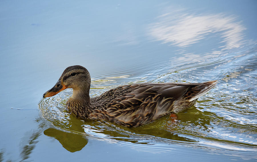 Duck Paddling Photograph by Maria Keady