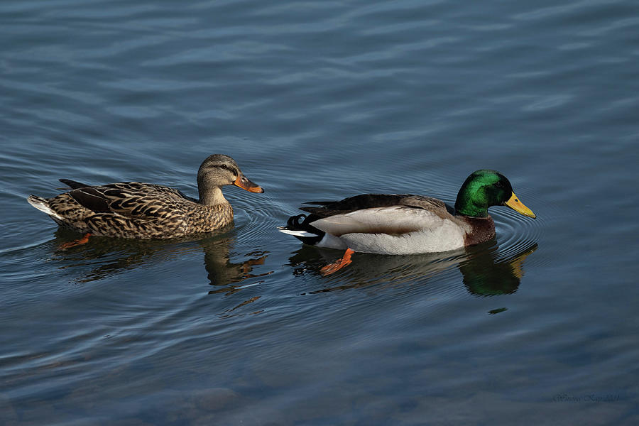 Duck pair Photograph by Winona Whitaker - Fine Art America