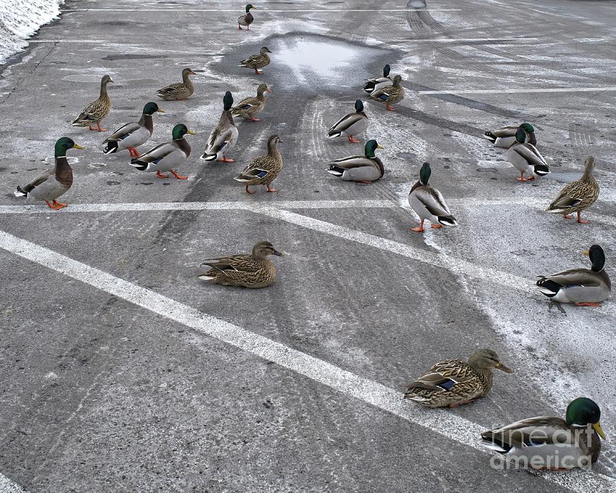 Duck Parking Photograph by Frank Kapusta