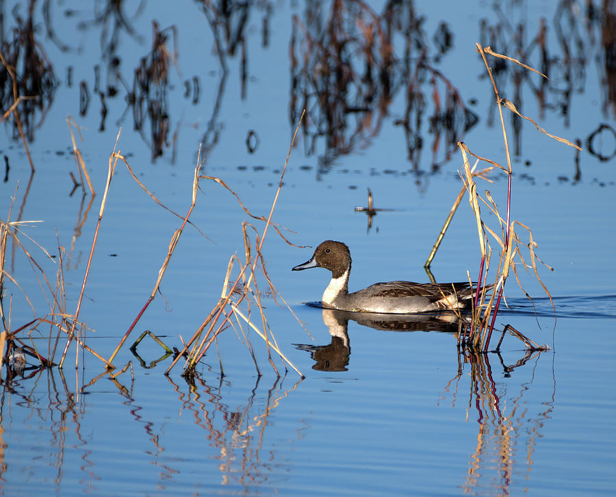 Duck Pintail Photograph by Flinn Hackett