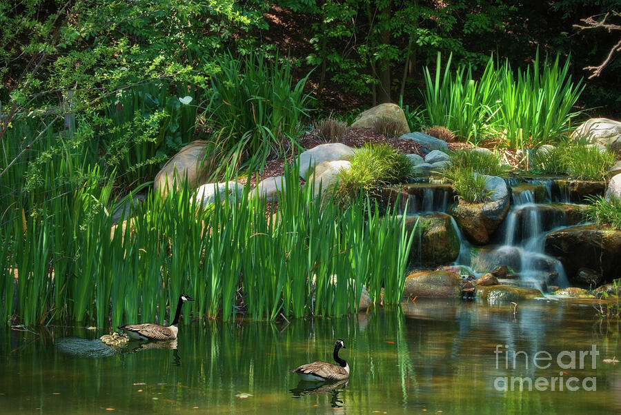 Duck Pond Flowing Water Photograph