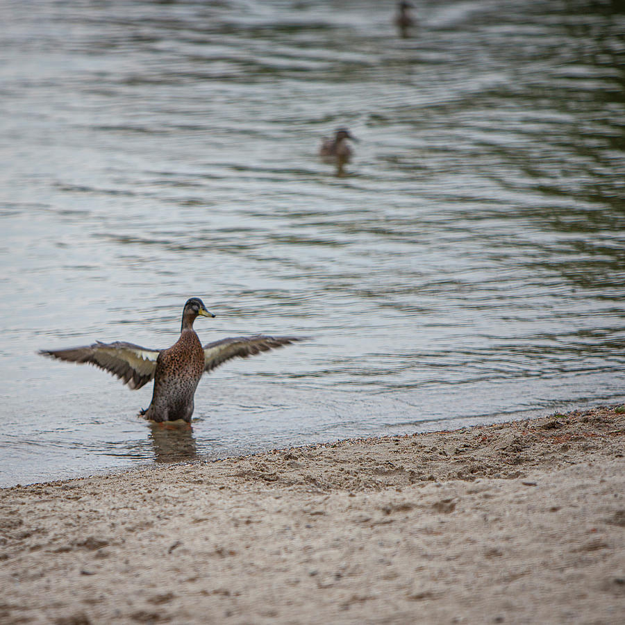 Duck pond Photograph by George Pennington