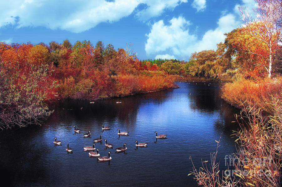 Geese  Pond in Autumn Photograph by Elaine Manley