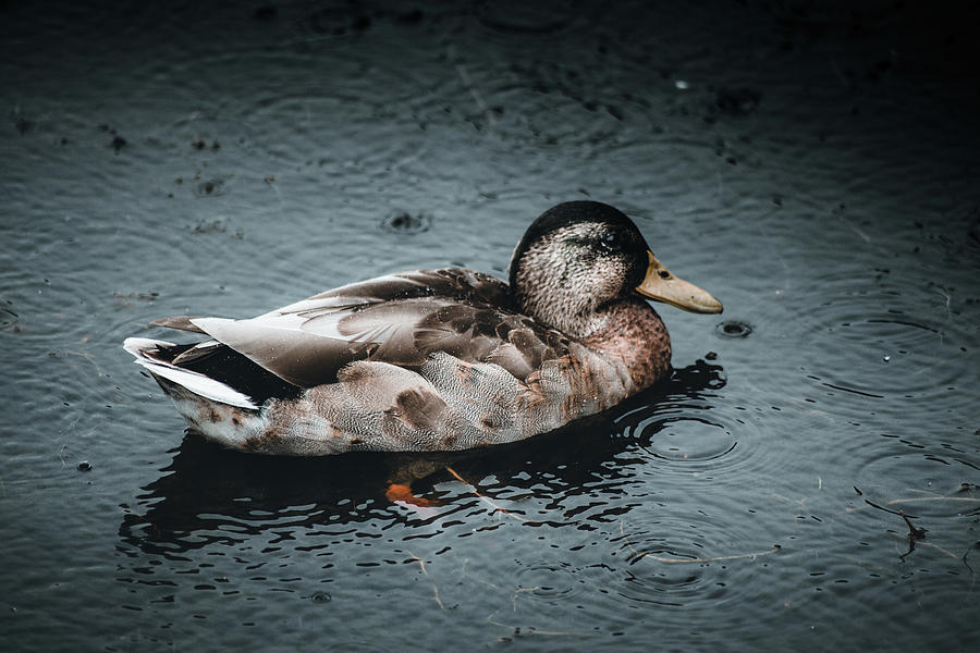 Duck Pond Photograph