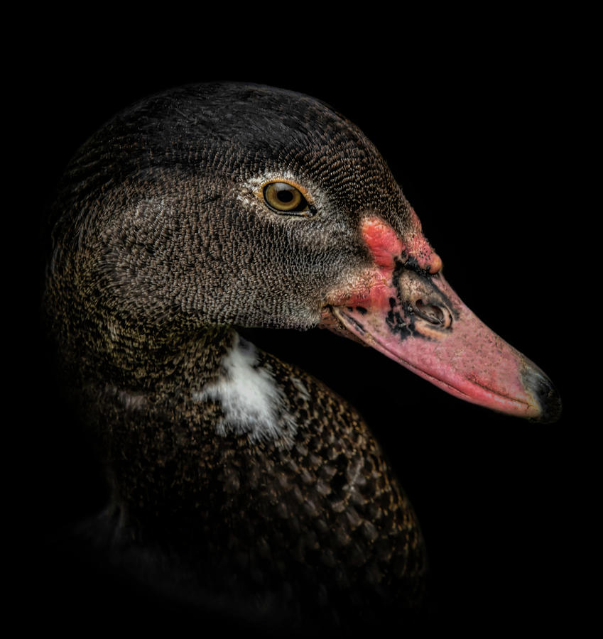 Duck Portrait Digital Art by Marjolein Van Middelkoop