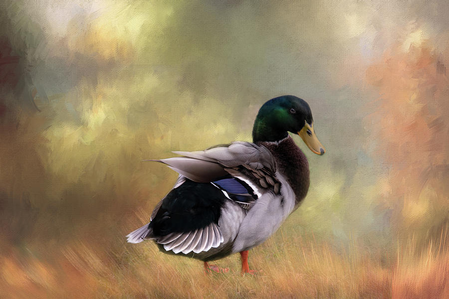 Duck Portrait Digital Art by Terry Davis