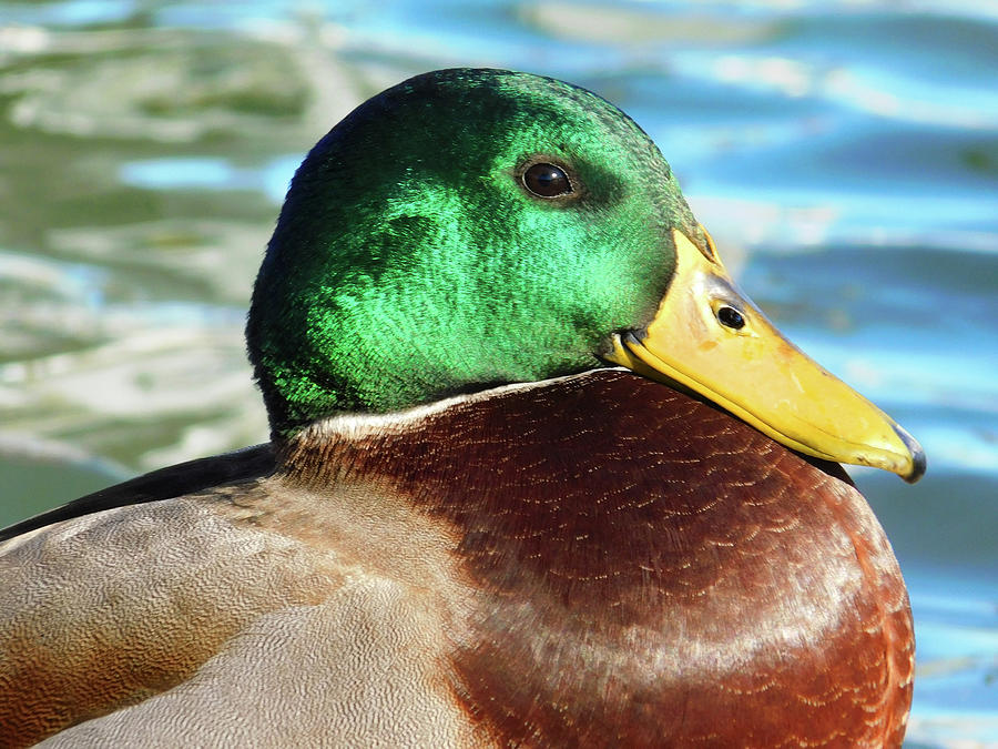 Duck Portrait1 Photograph by Emmy Marie Vickers