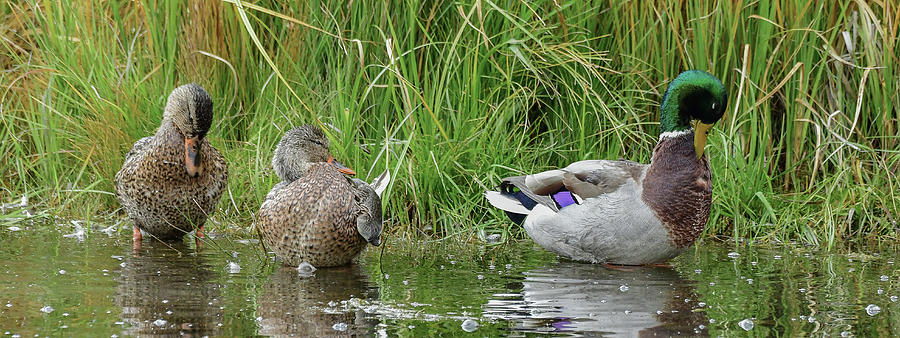 Duck Preening Party Photograph by Yeates Photography