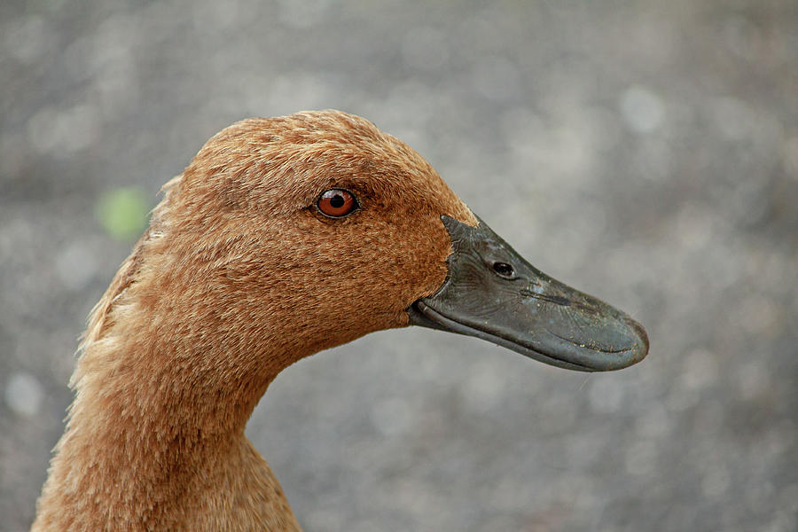 Duck Profile 3 Photograph By Rc Photo 