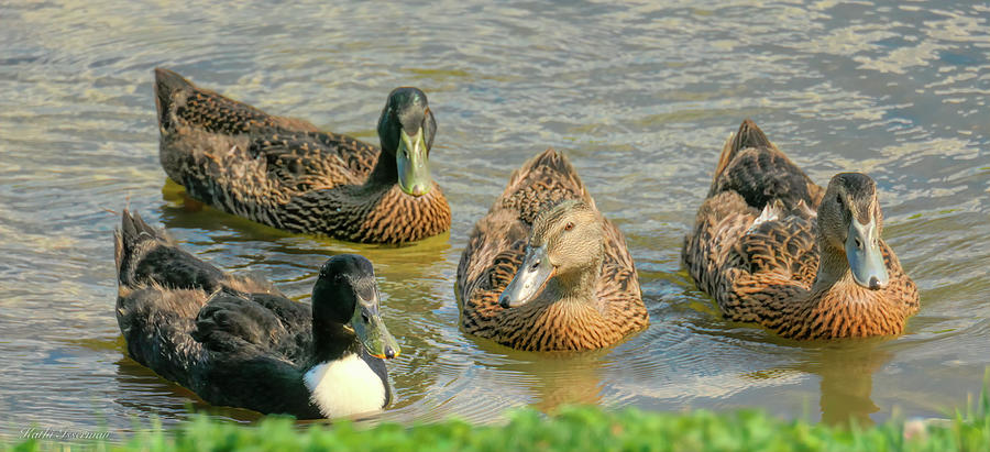 Duck Quartet Photograph by Kathi Isserman