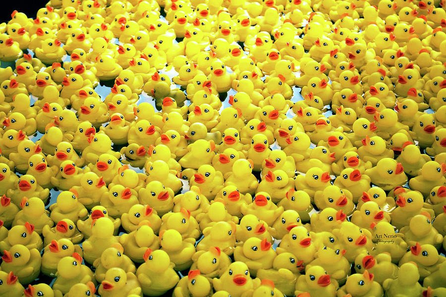 Duck Race 2 Digital Art by Art Nerio - Pixels