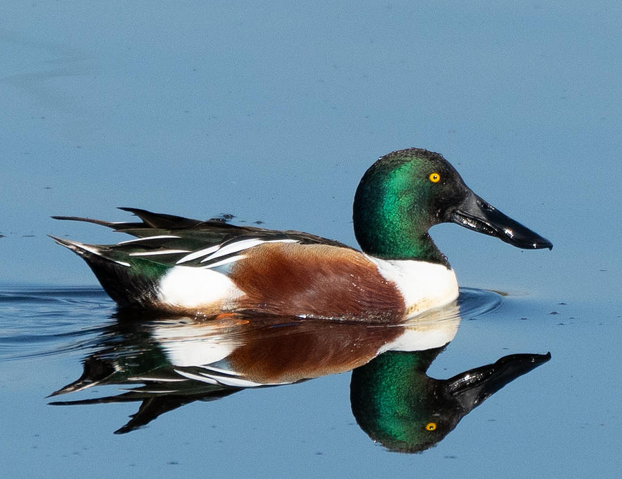 Duck reflections Photograph by Chad McWilliams - Pixels