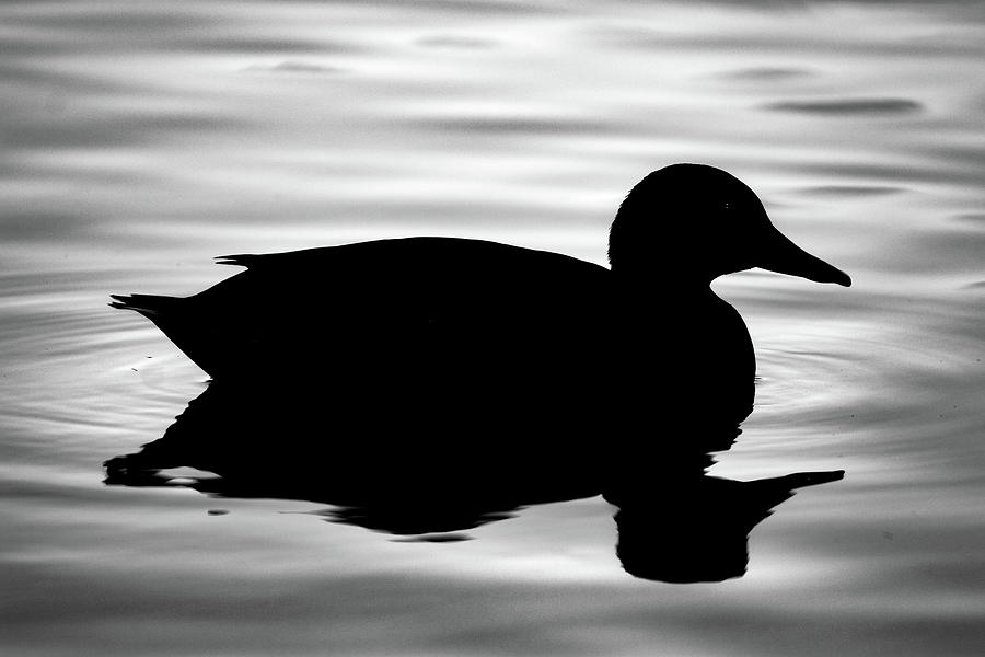 Duck Reflections In Black And White Photograph by Jordan Hill