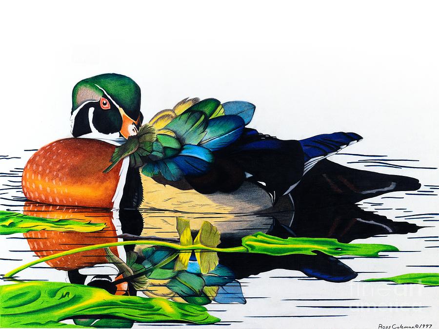 Duck Drawing by Ross Coleman Duck Drawing by Ross Coleman
