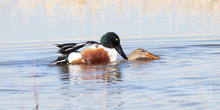 Duck Sex May Result In Drowning Photograph