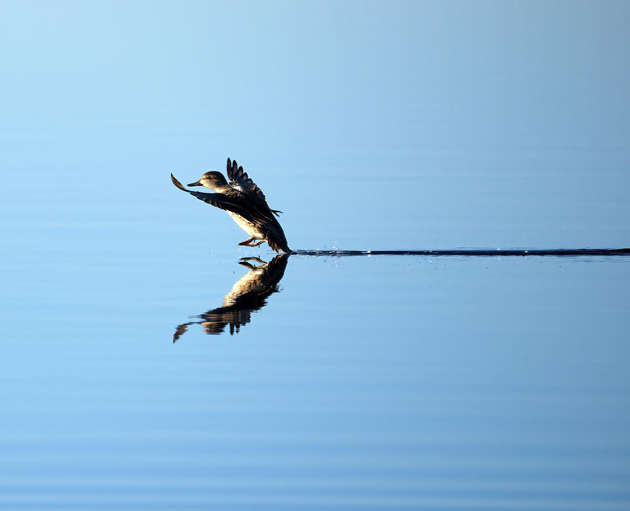 Duck Smooth Landing 1 Photograph by Flinn Hackett