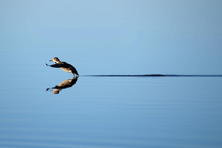 Duck Smooth Landing 2 Photograph by Flinn Hackett