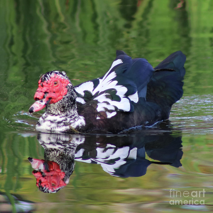 Duck Swimming 2 Photograph by Ash Nirale