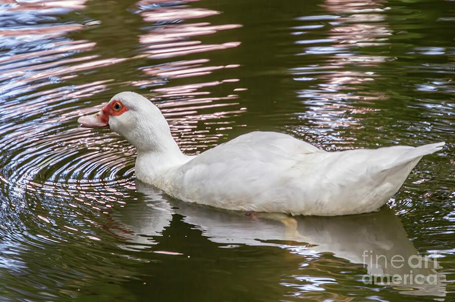 Duck Photograph - Duck Swimming by HG Photo