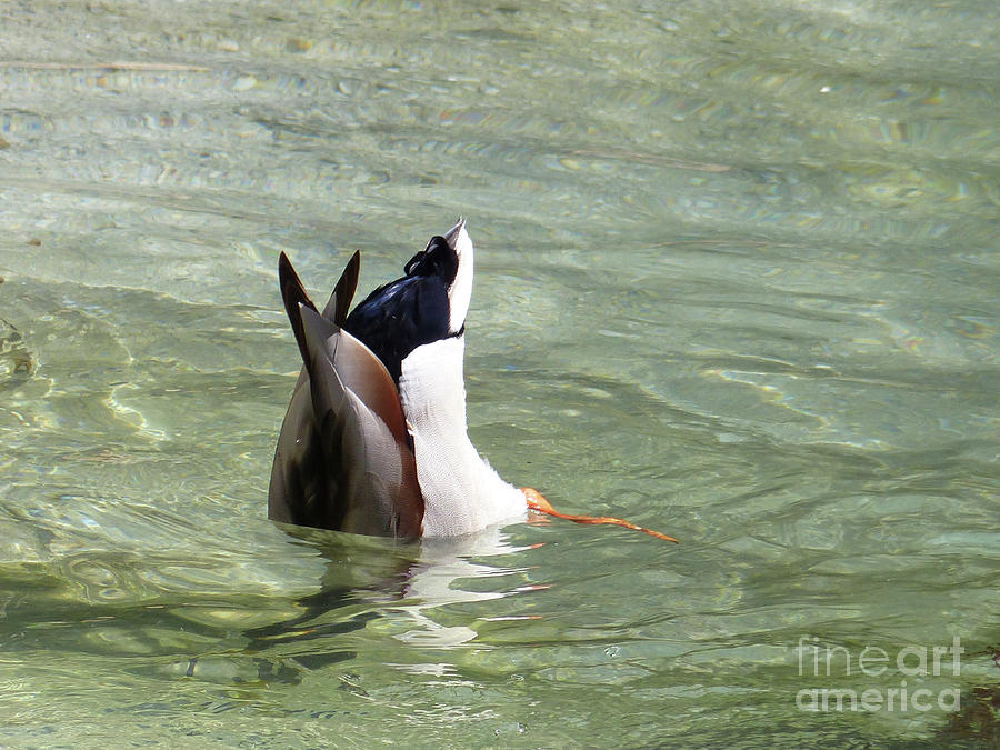 Duck Under Water Photograph by Connie Sloan - Pixels