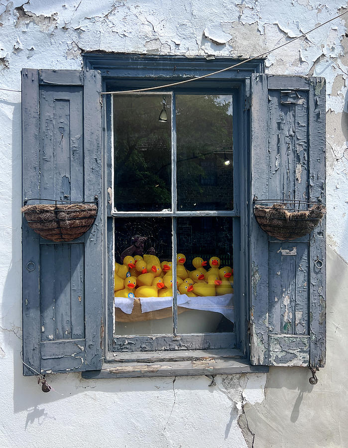 Duck Window Photograph by David Letts