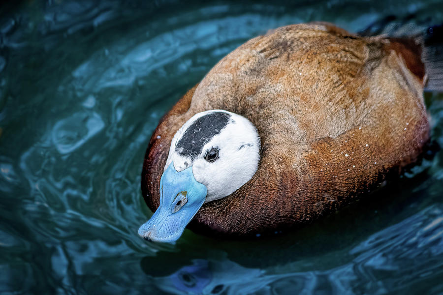 Tailor The Duck Photograph by Angela Carrion Photography