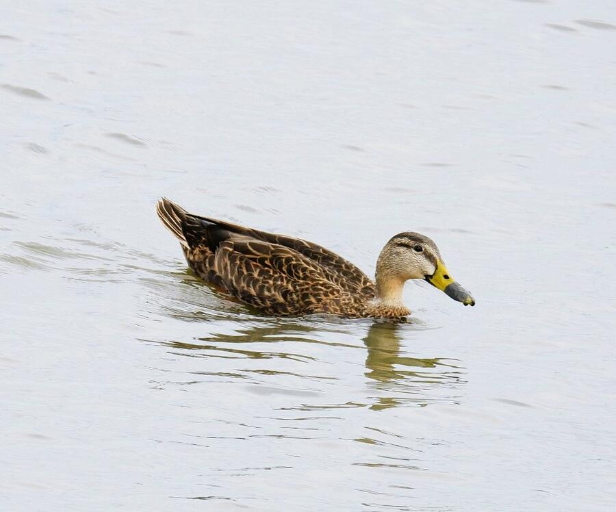 Duck with Muck Photograph by Tory Wilcox - Fine Art America