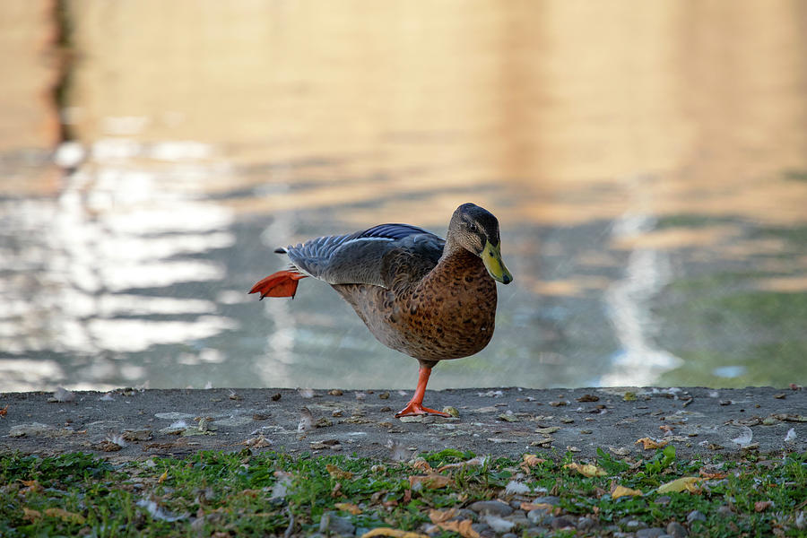Duck Yoga Photograph
