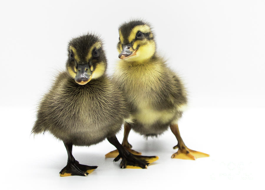 Duckies 3 Photograph by Cheryl McClure