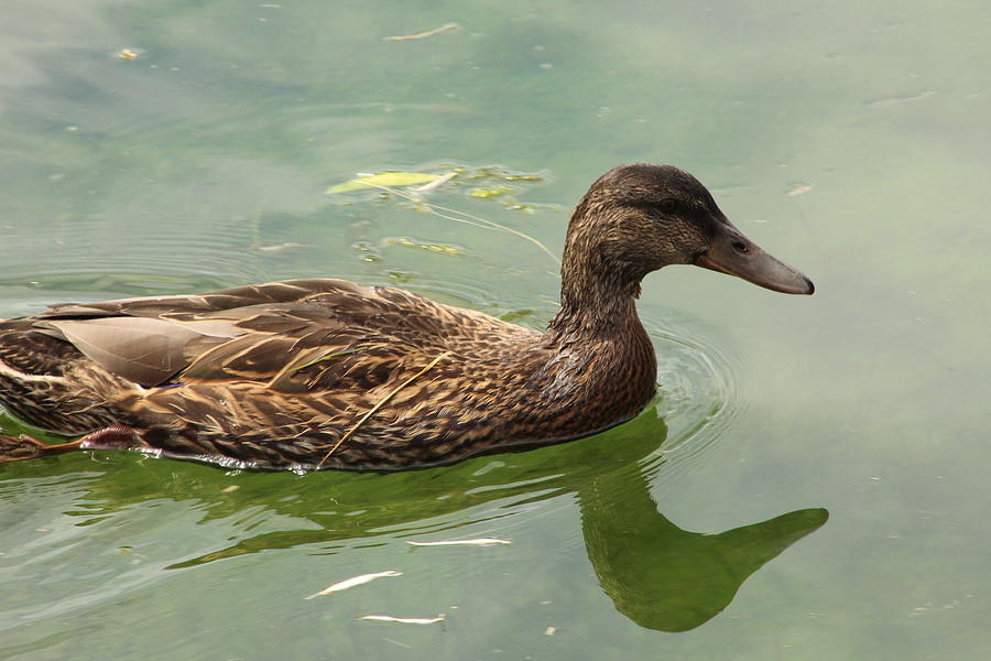 Duckland Photograph by Caylee Johnson - Fine Art America