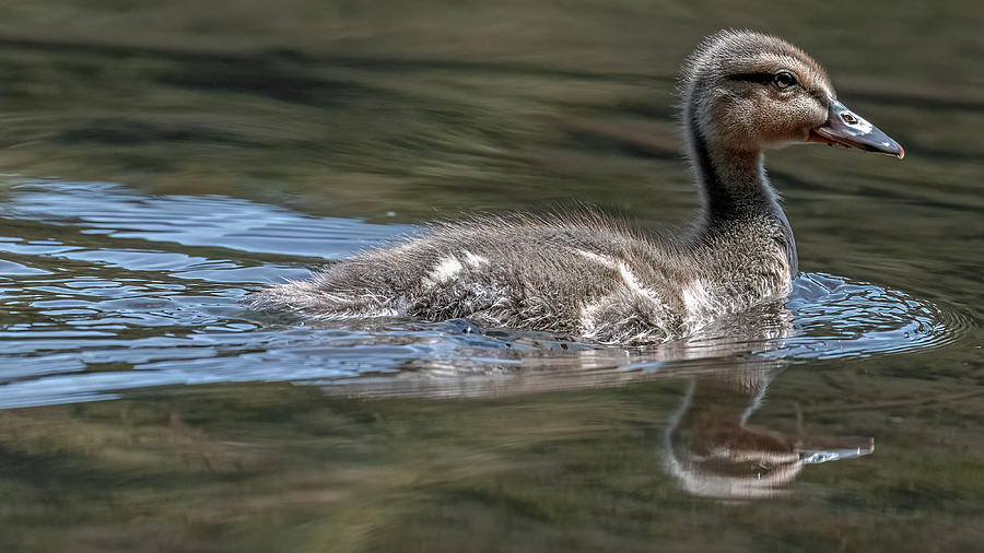 Duckling 1 Photograph by Mike Gifford