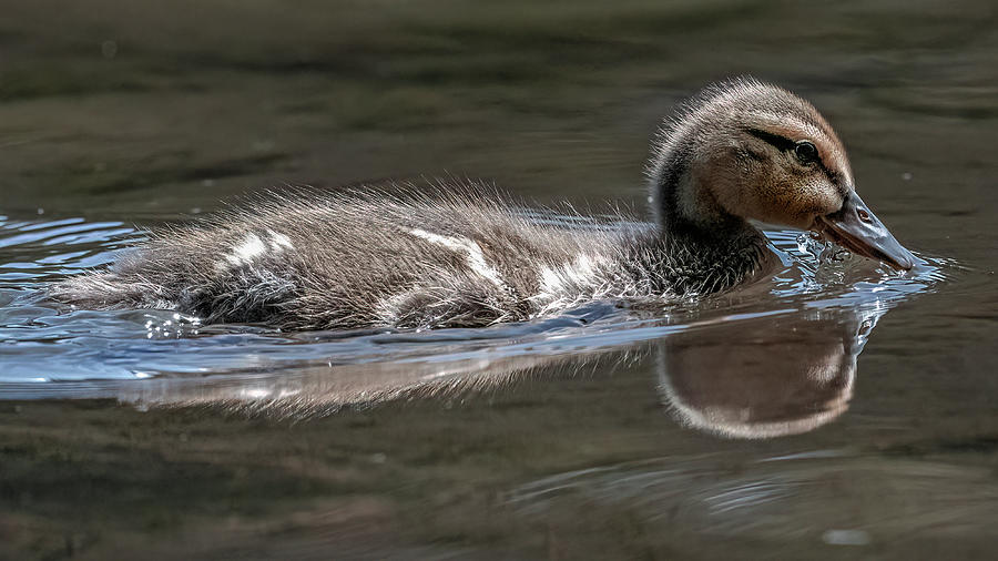 Duckling 2 Photograph by Mike Gifford