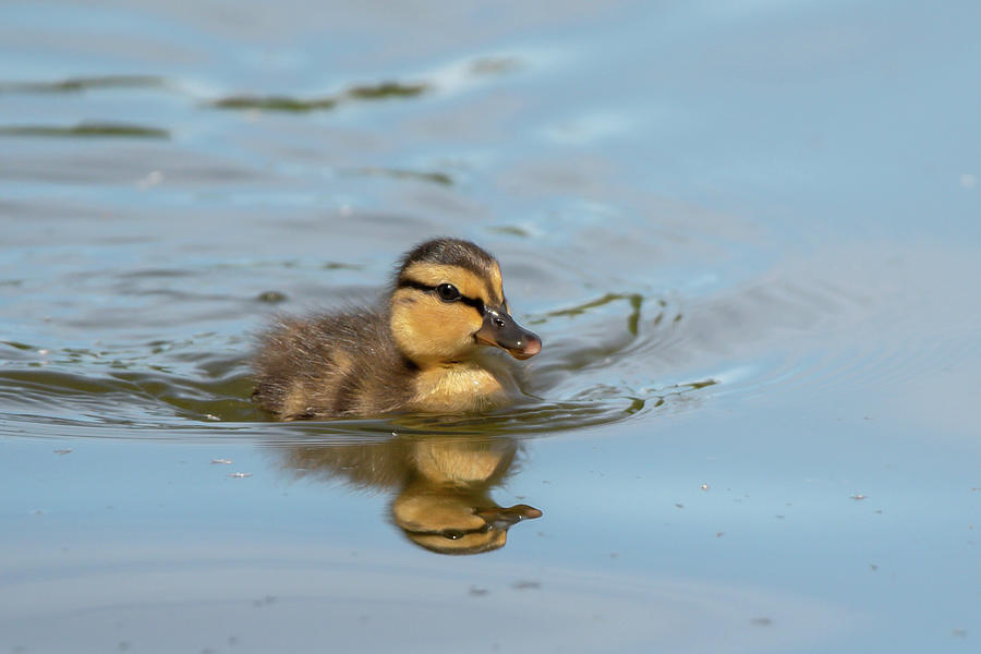 Duckling 2020 01 Photograph by Judy Tomlinson - Fine Art America