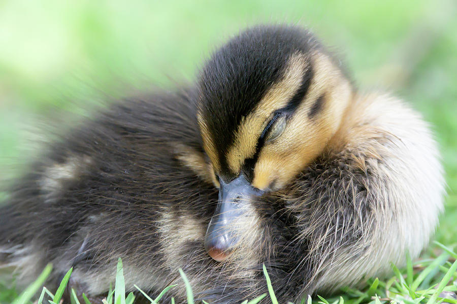 Duckling 2020 02 Photograph by Judy Tomlinson - Fine Art America