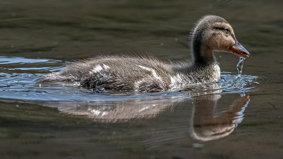 Duckling 3 Photograph by Mike Gifford