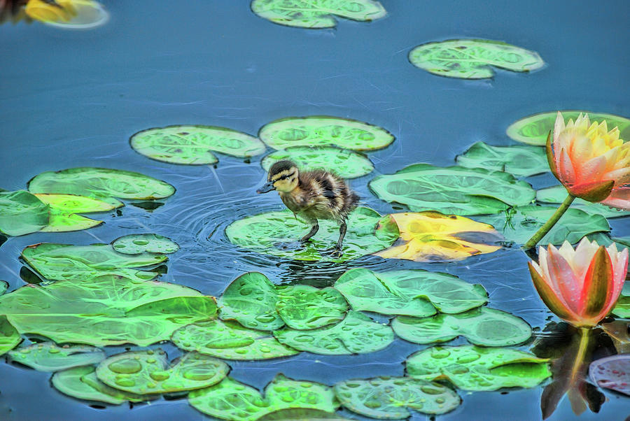 Duckling in the Rain Photograph by Cordia Murphy