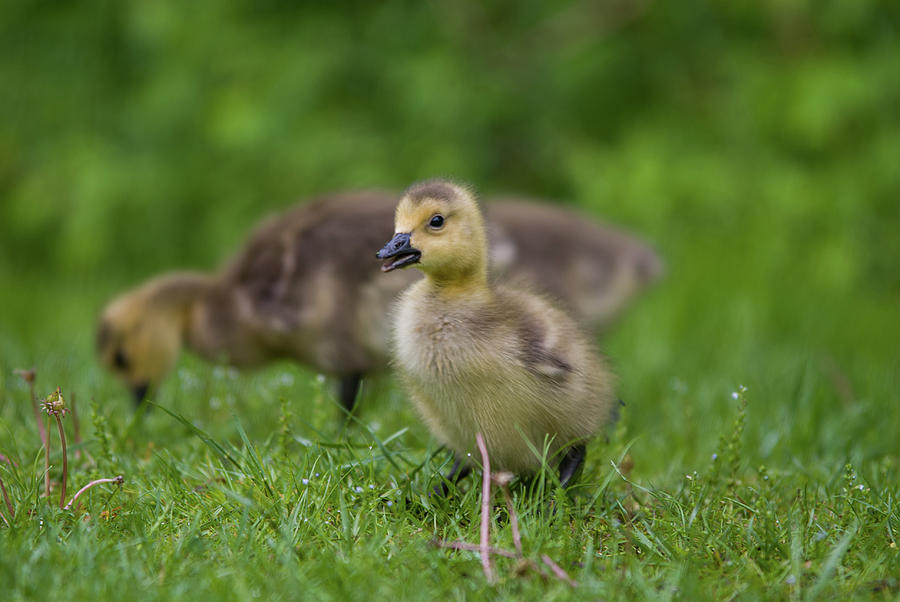 Duckling Photograph by David Simchock