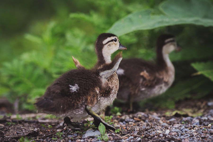 Duckling Flapping Those Wings Photograph by Devina Browning - Pixels