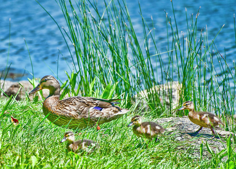 Ducklings at Bruce Park Photograph by Cordia Murphy