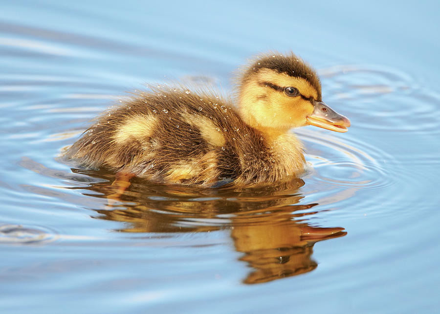 Duckling Photograph by Jim Hughes