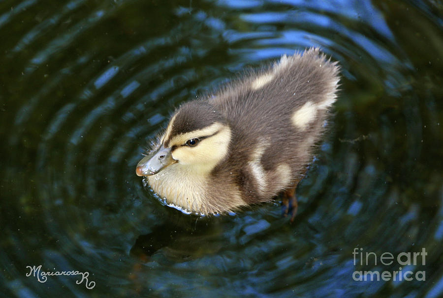 Duckling Photograph by Mariarosa Rockefeller